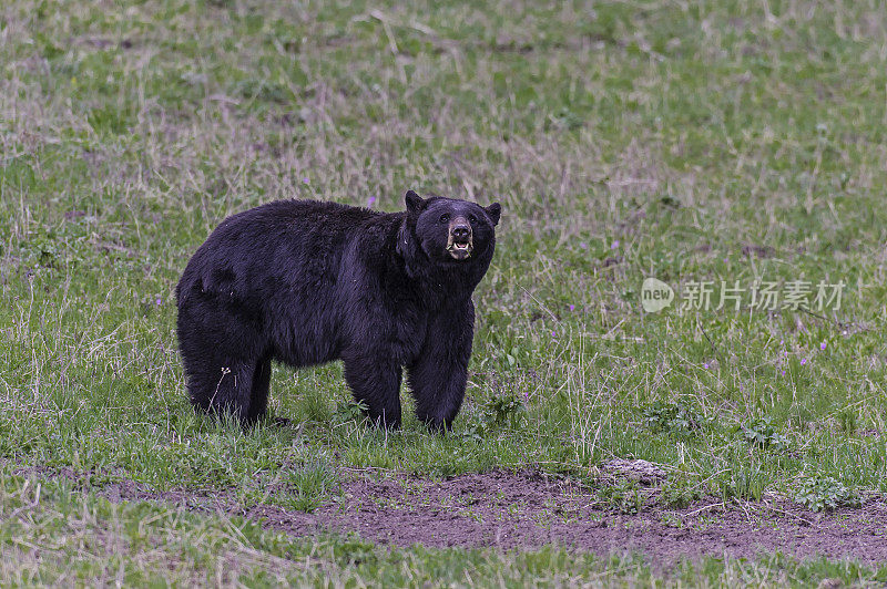 美国黑熊(Ursus americanus)是一种中等体型的熊，原产于北美，常见于黄石国家公园。男性的熊。